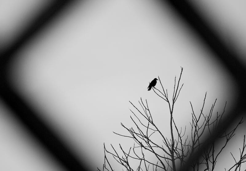 20090207_danmoruzan-16