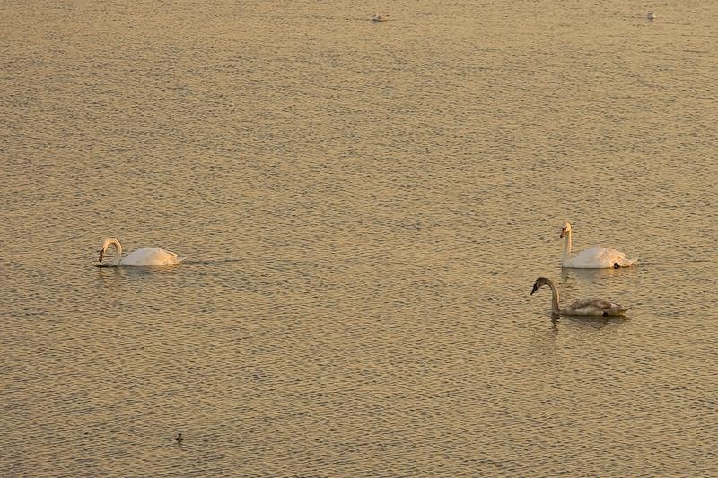 20090207_danmoruzan-20