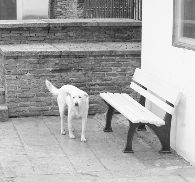 2-cainele-din-vis-sg1s3398nmv