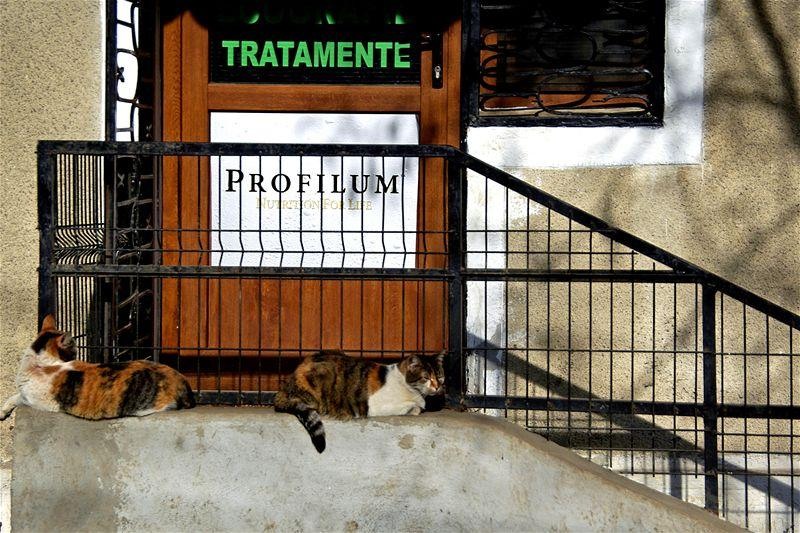 20090207_svornicu_02