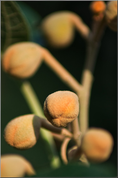 cristoficerchez_serbanvornicu_08