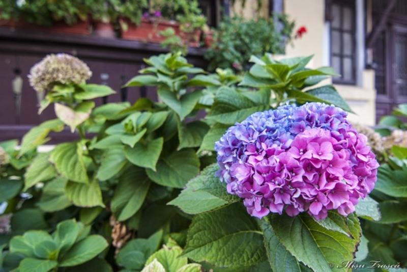 _pe_urmele_cristofi_cerchez_17