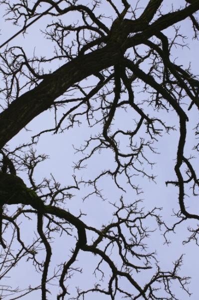 20090221_tarcomnicu-11