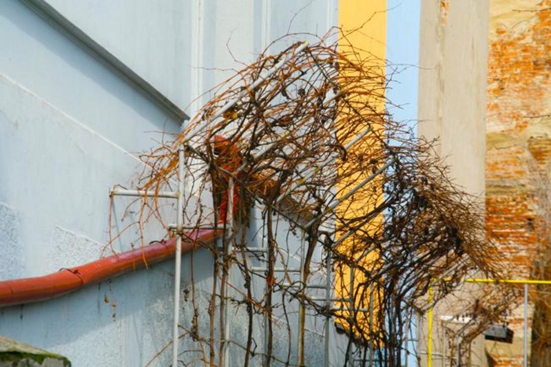 20090221_tarcomnicu-12