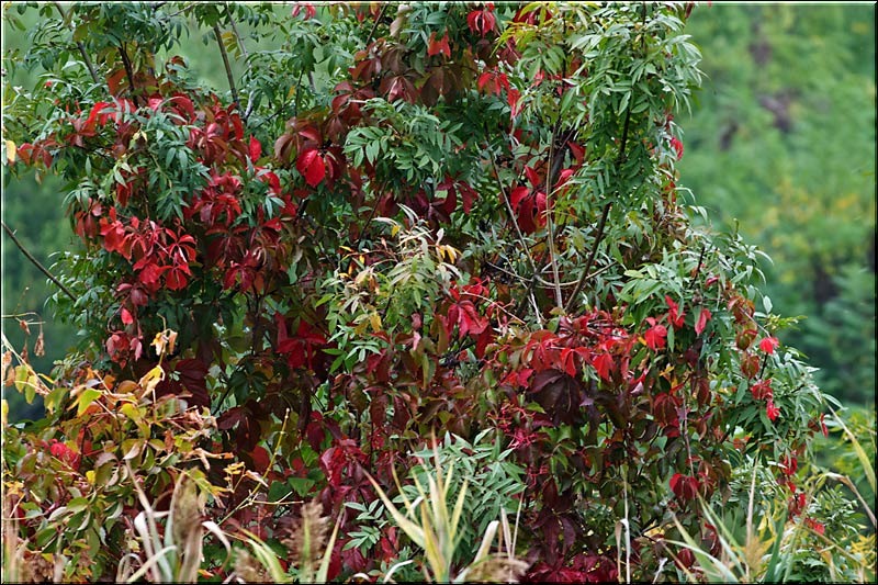 centura_serbanvornicu_03