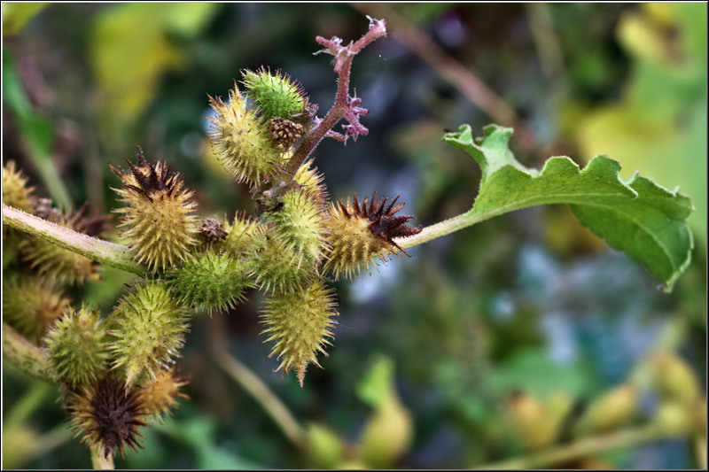 centura_serbanvornicu_06