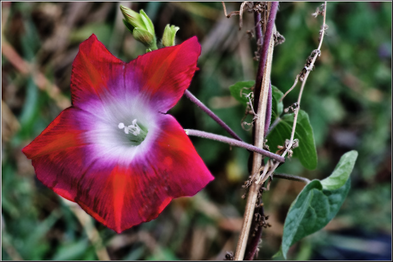 centura_serbanvornicu_08