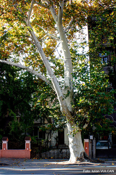 iulian_vulcan_wwwtablouriunicat_21