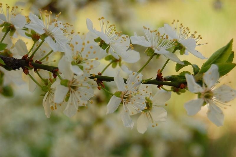 20090404_gmihaila_02