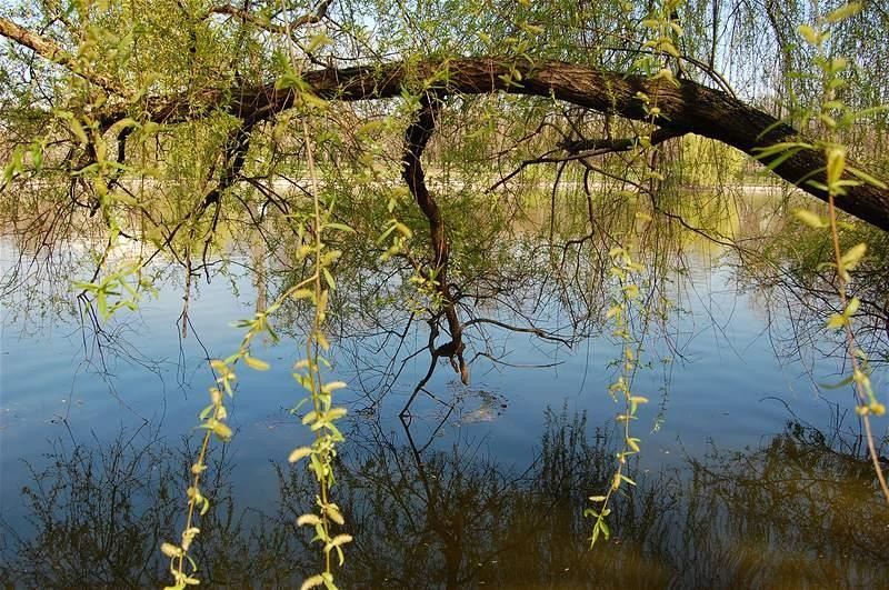 20090404_gmihaila_25