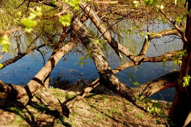 20090404_gmihaila_26