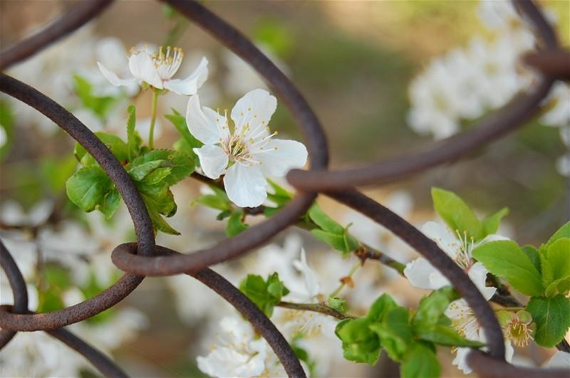 20090404_gmihaila_27