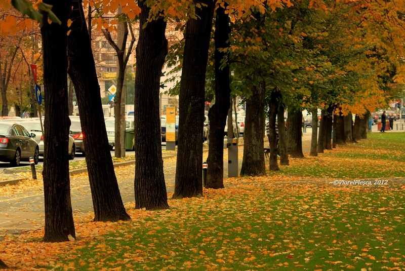 Pentru onor la dreapta