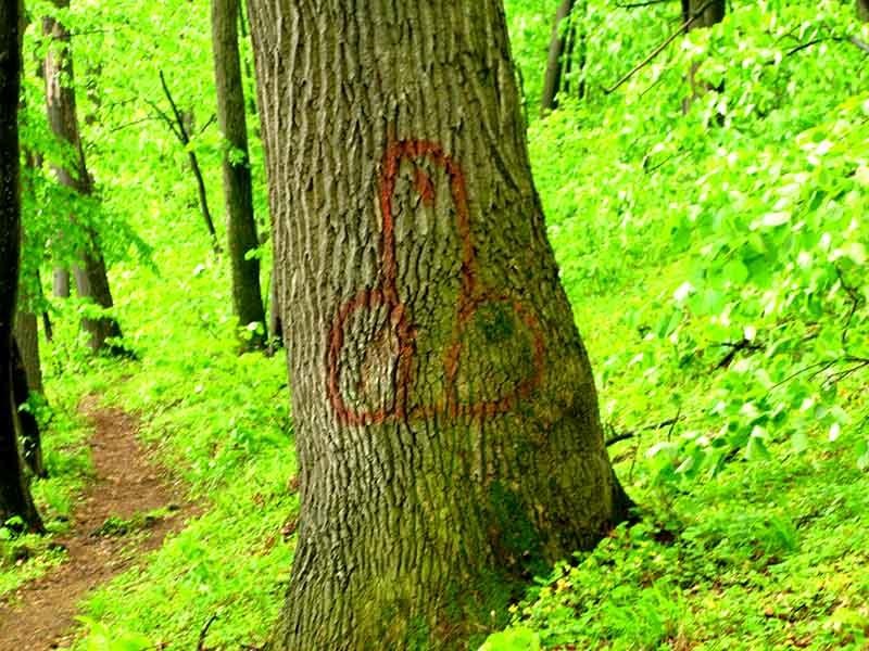 20090425_cmunteanu_04