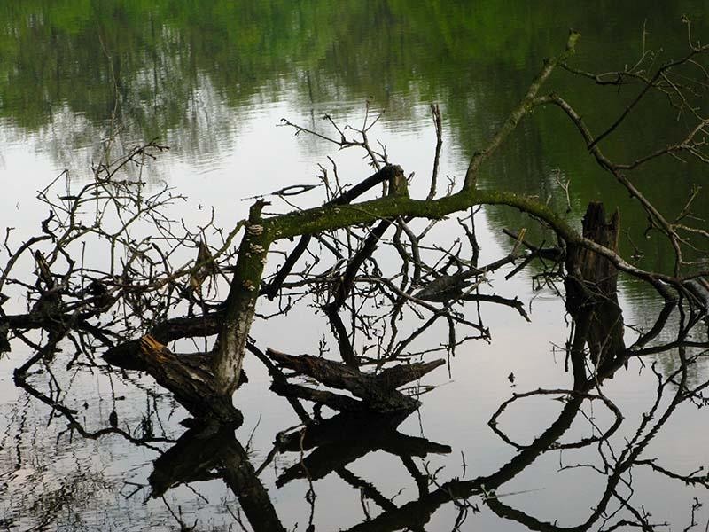 20090425_cmunteanu_06