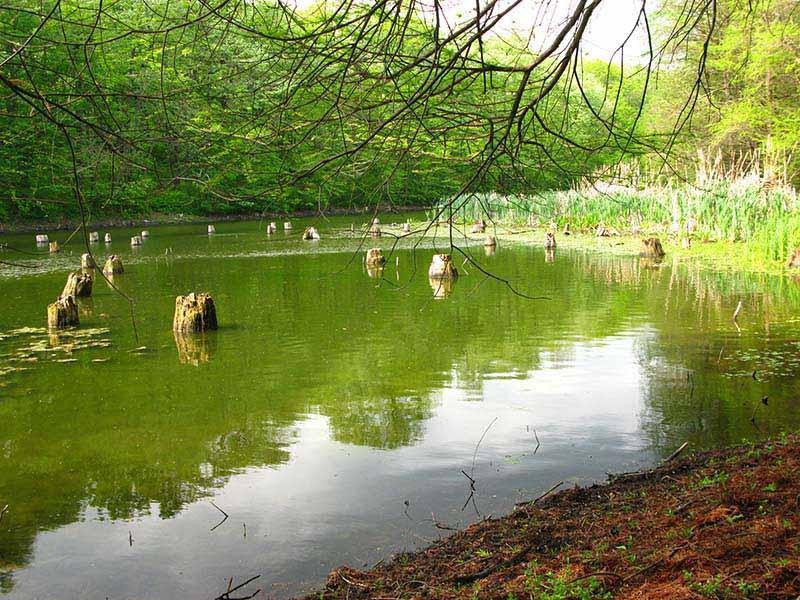 20090425_cmunteanu_08