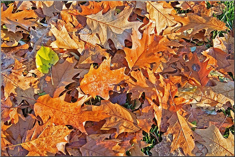 1dec2012_serbanvornicu_01