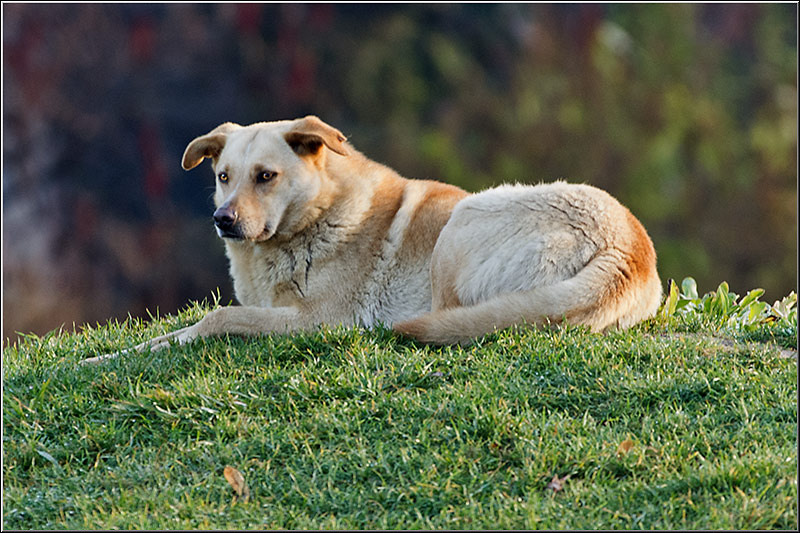 1dec2012_serbanvornicu_02