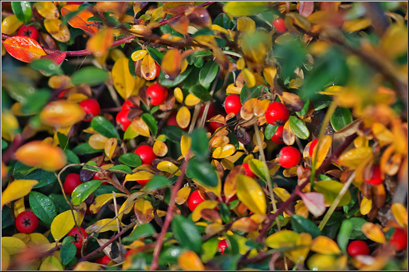 1dec2012_serbanvornicu_06