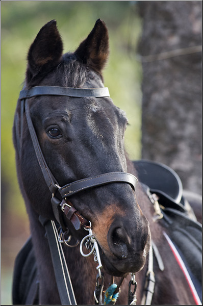 1dec2012_serbanvornicu_10