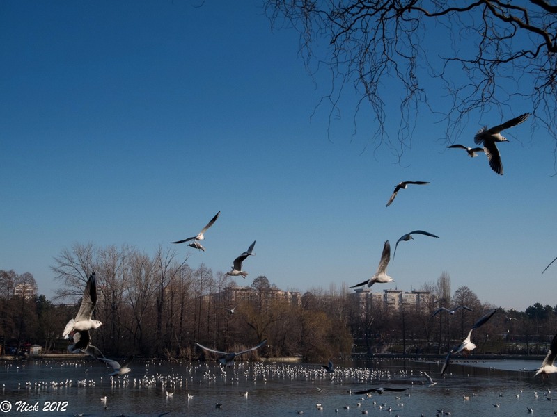 Parcul Alex. Ioan Cuza