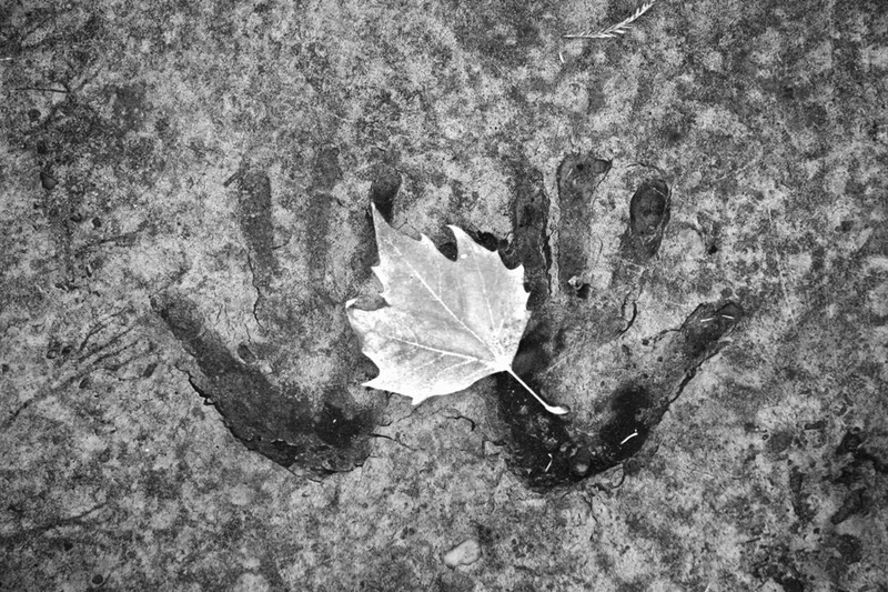 Ultima suflare a toamnei