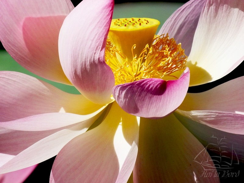 lotus-egiptean-parcul-circului-bucuresti_wm