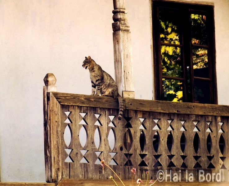 pisica-pridvor-muzeul-satului-bucuresti