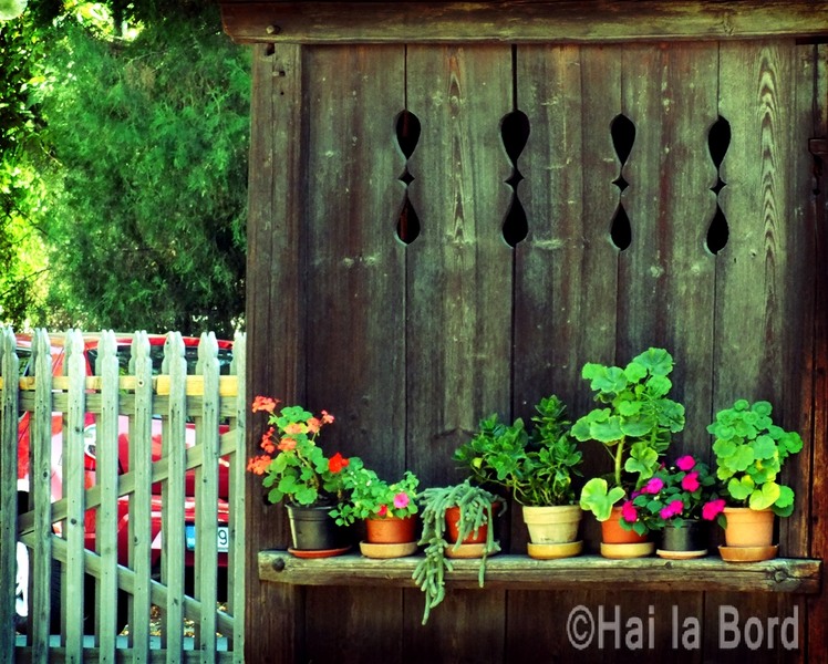 polita-cu-flori-muzeul-satului-bucuresti