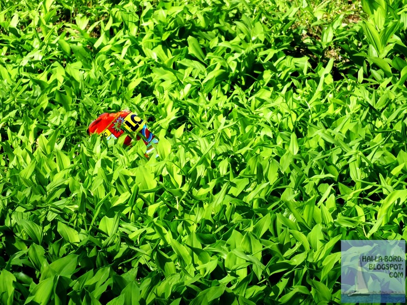 punga-plastic-in-iarba-gradina-botanica-bucuresti