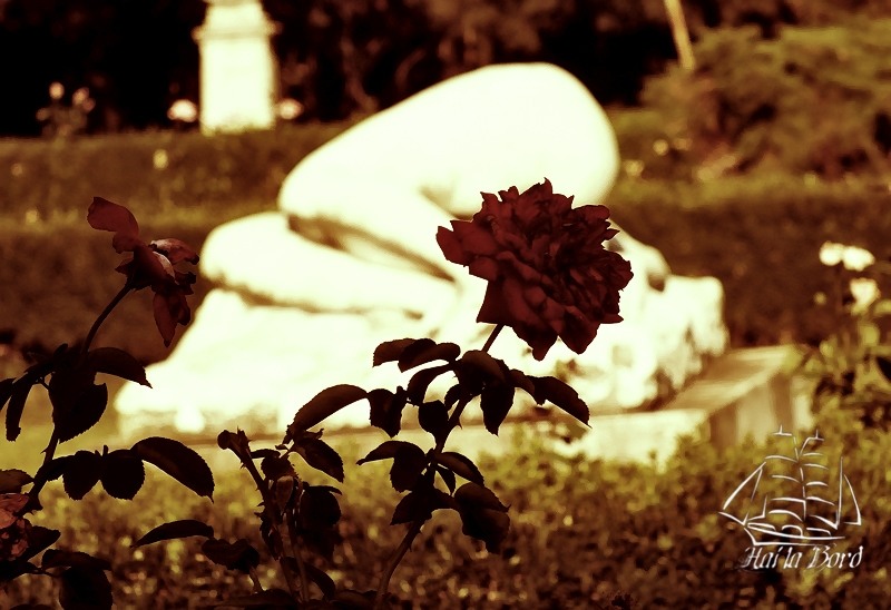 trandafir-si-frumoasa-adormita-herastrau