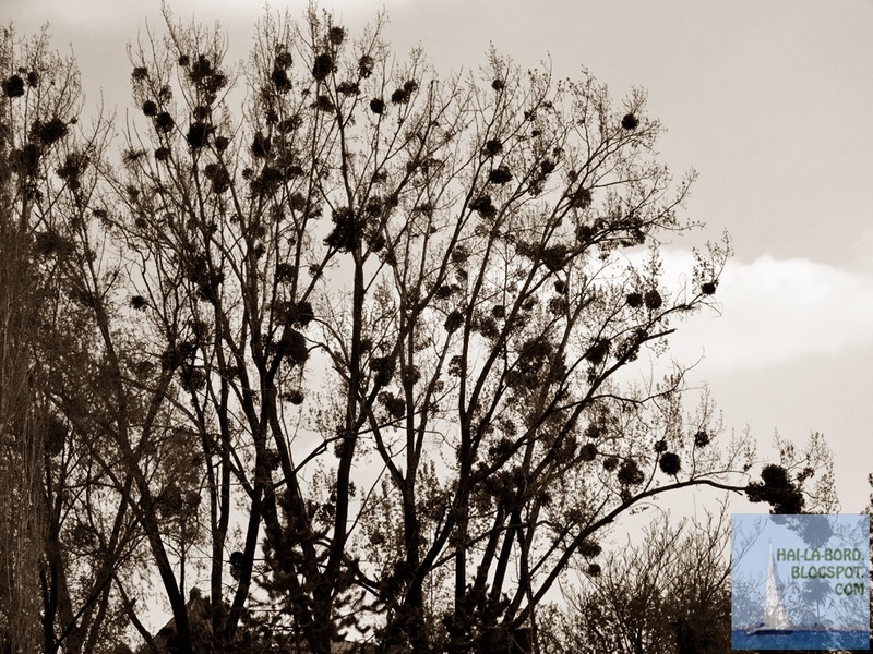 vasc-gradina-botanica-bucuresti