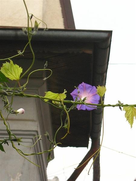 gabrielmih_20081018_06