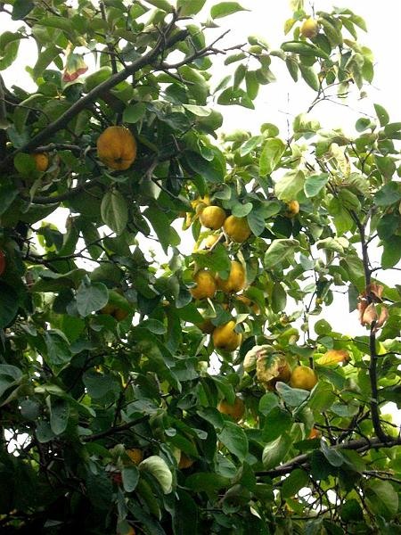 gabrielmih_20081018_07