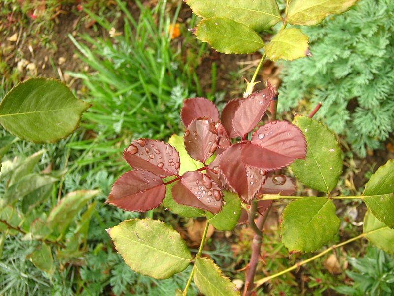 gabrielmih_20081018_17