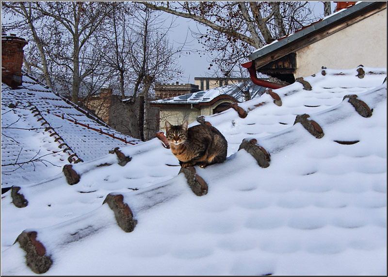 castelul_serbanvornicu_11