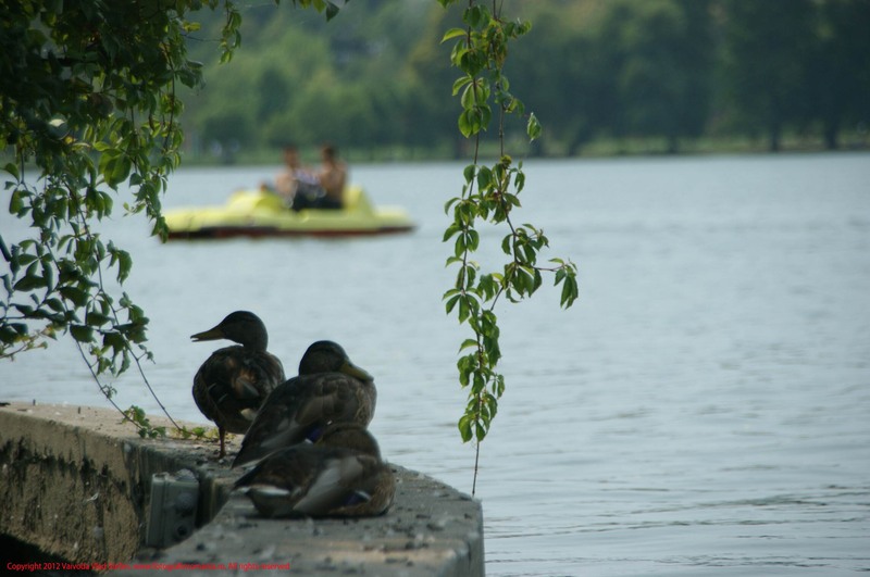 20-26-08-2012-lacul-herastrau