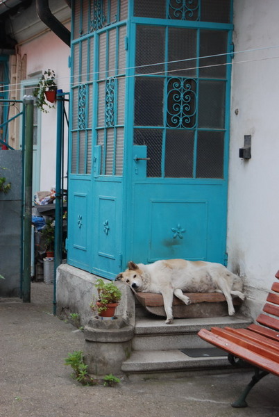 parcelarea_dristor-2