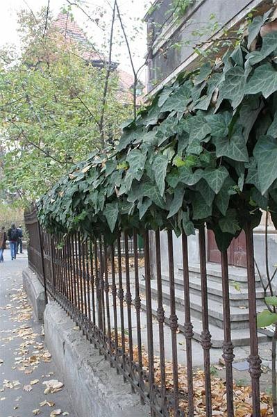 roberto_cartier_bonaparte_45