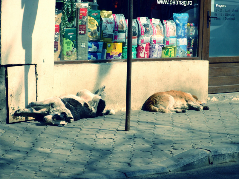 8545369798_530784d0b0_b