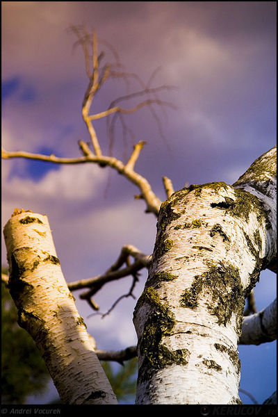 andrei_vocurek_kerucov_tei_toboc_10