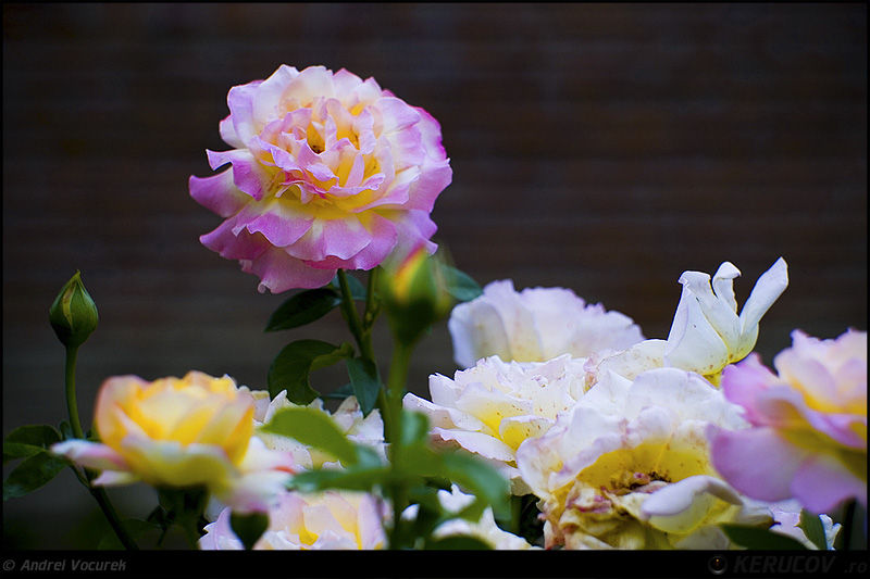 andrei_vocurek_kerucov_tei_toboc_17