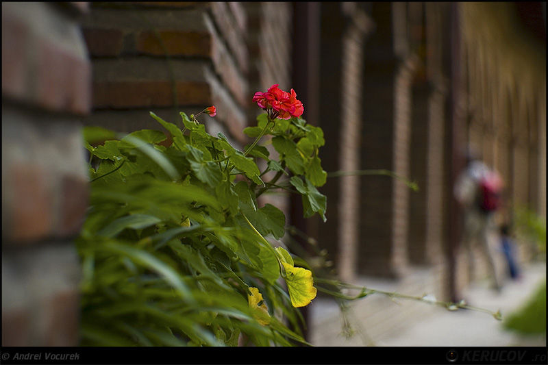 andrei_vocurek_kerucov_tei_toboc_19