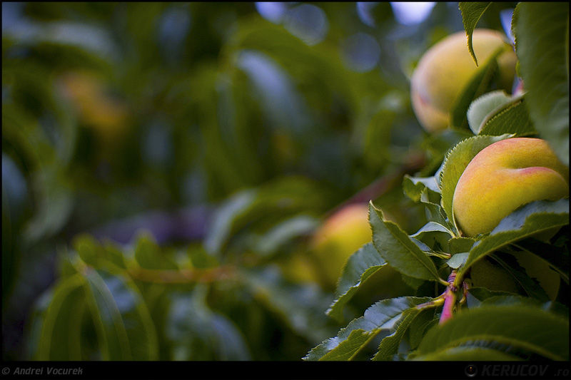 andrei_vocurek_kerucov_tei_toboc_20