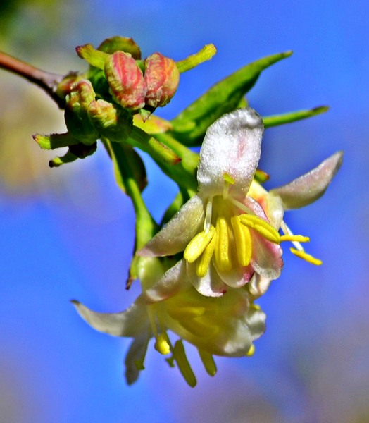 crenguta-cu-flori-si-boboci