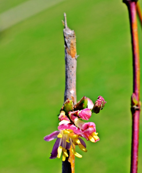 flori-multicolore-pe-creanga-verticala-varf-uscat