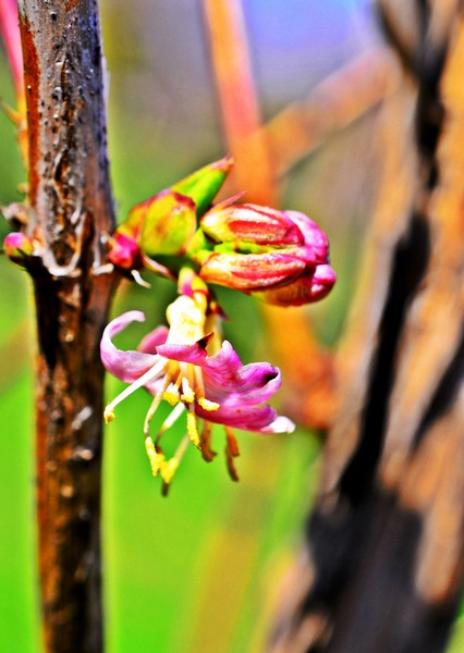 flori-pe-creanga-verticala