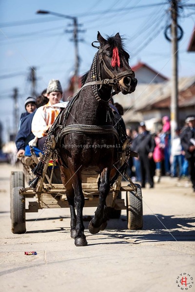 pastele-cailor_20130323_0265-copy_ok