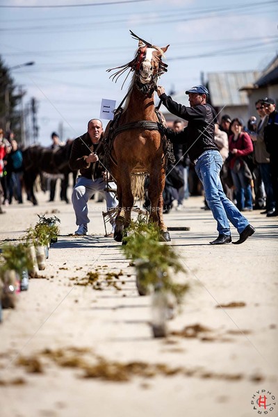 pastele-cailor_20130323_0474-copy_ok