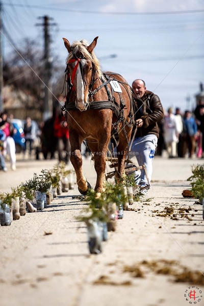 pastele-cailor_20130323_0480-copy_ok